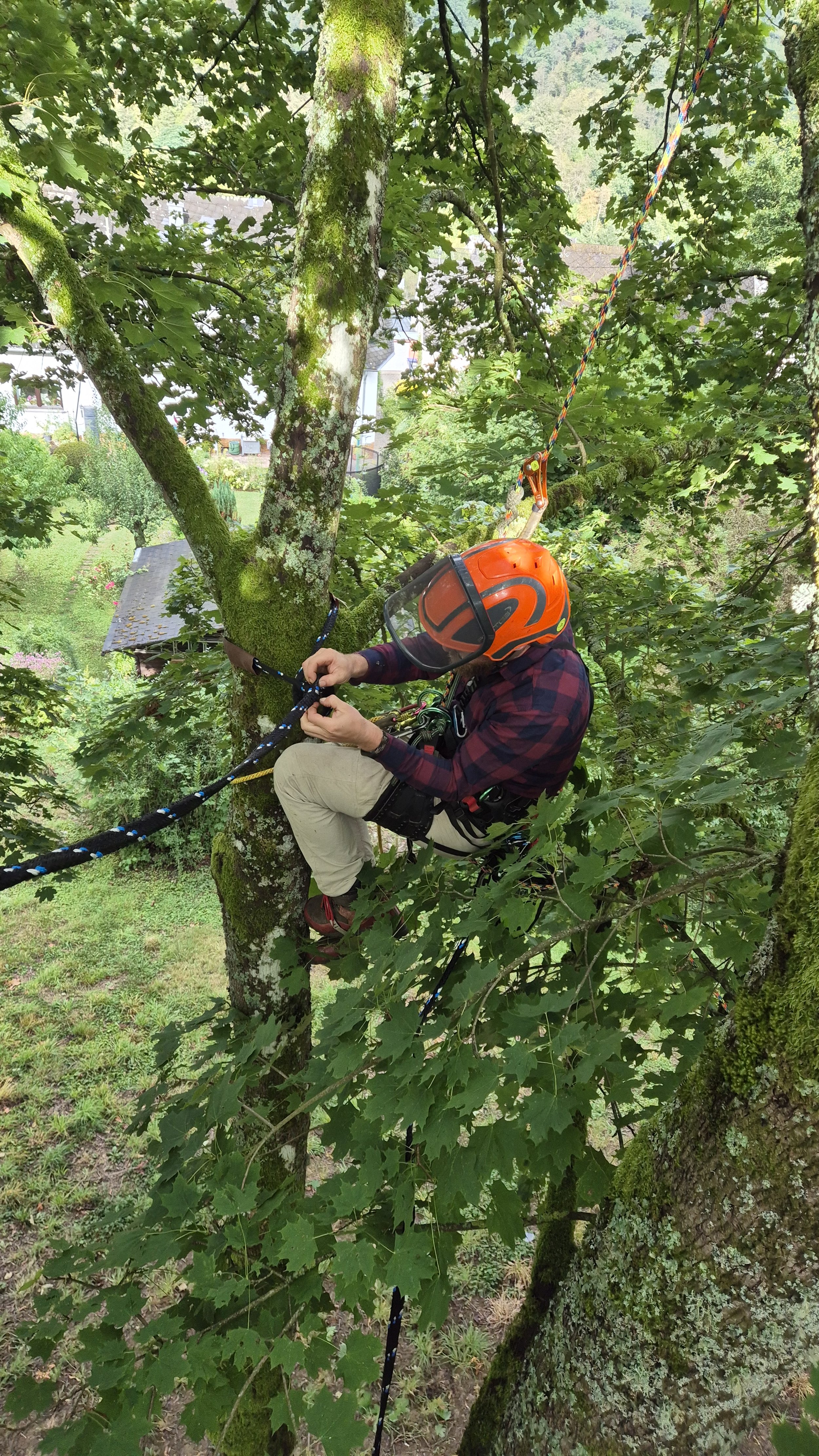 Persona escalando un árbol equipado con casco y arnés durante una actividad de arborismo.
