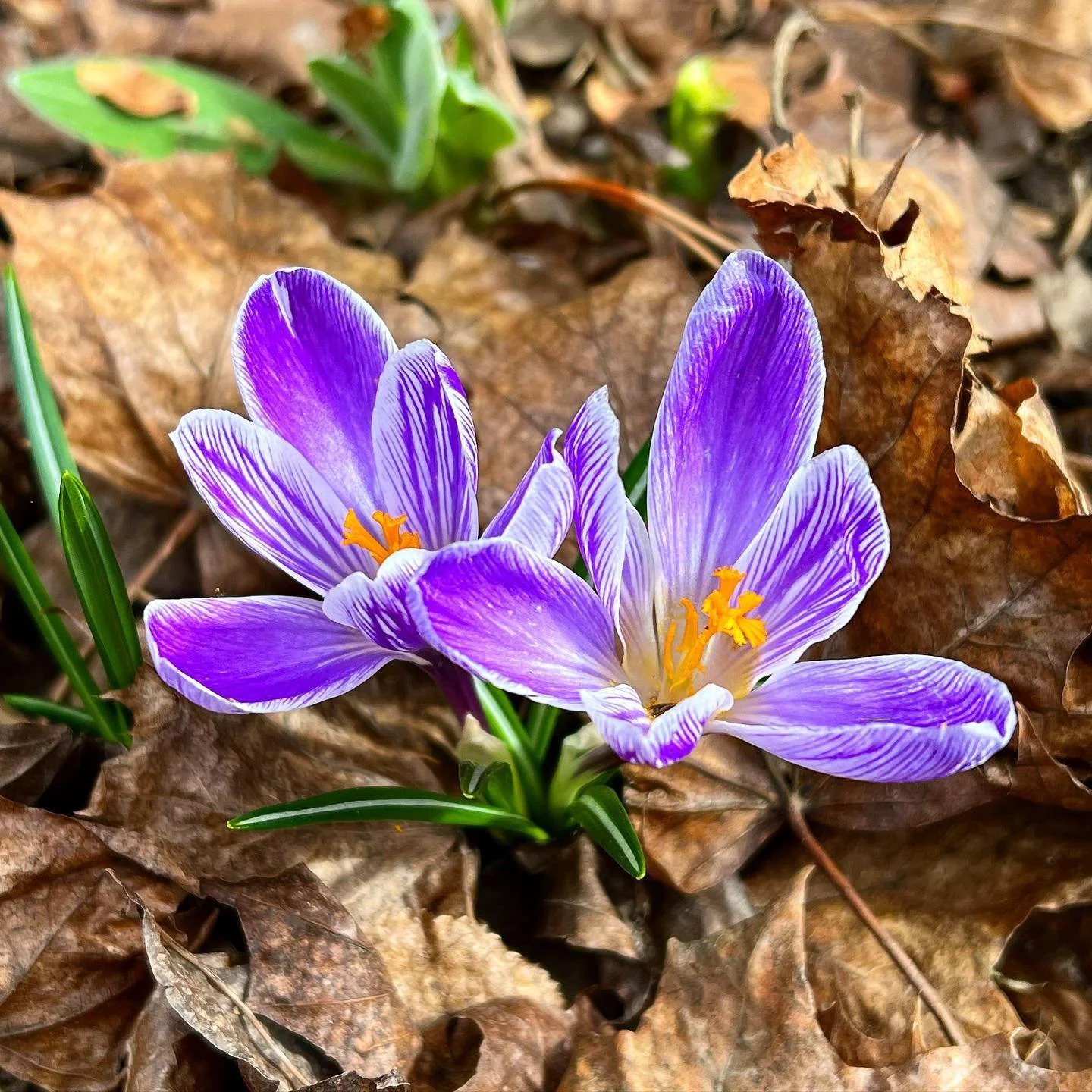 Wonder what it feels like to experience a greater sense of ease, connection, and wellbeing? 🌷 Our next ketamine-assisted therapy group begins on May 1st with benefits including:

🌿A safe space for deep work

🌿Learning with others experiencing simi