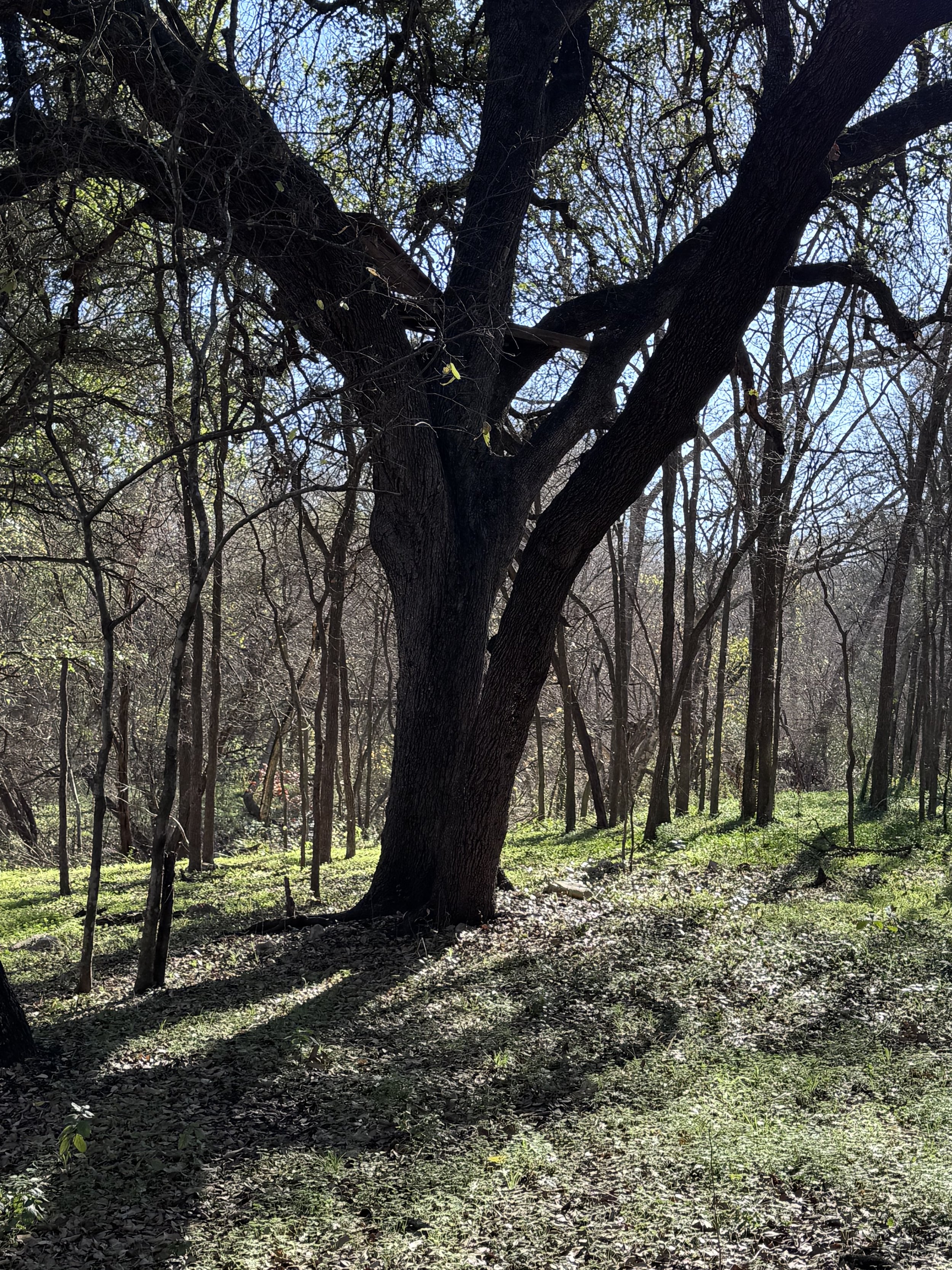 IMG_5923.jpeg