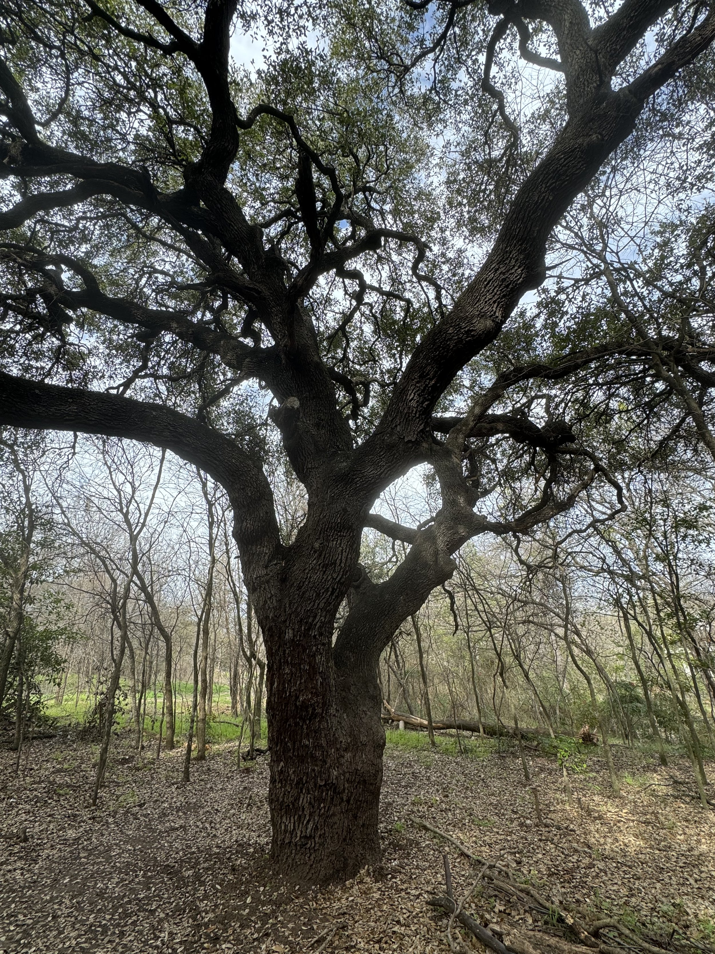 IMG_0964.jpeg