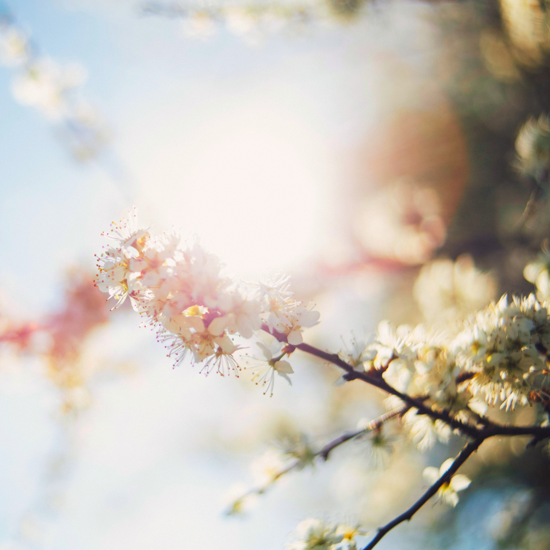 The Energy of Spring: Purposeful Momentum