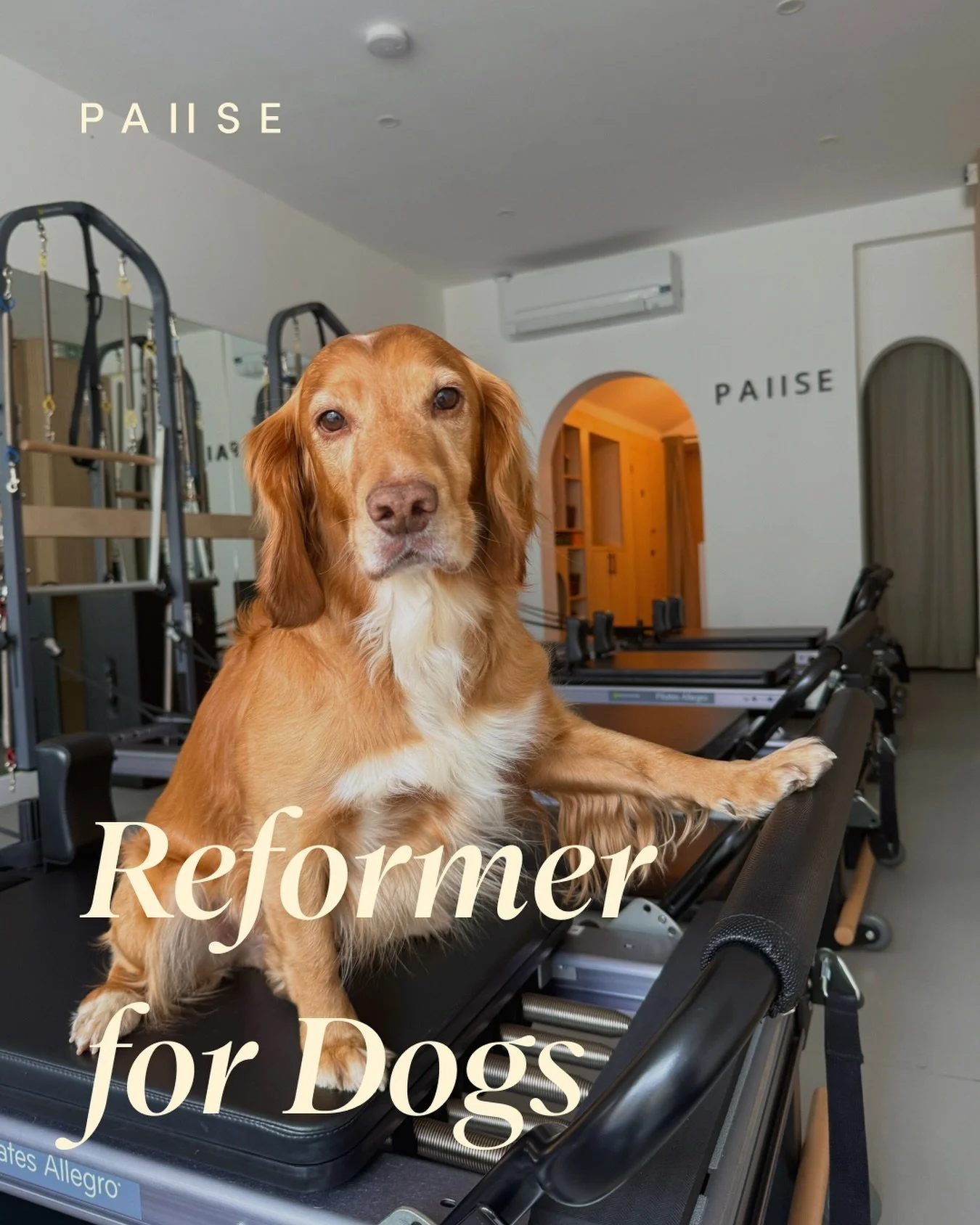 We heard you. You wanted to bring your dog, so we listened.
Introducing Reformer for Dogs at Pause. A full 50 minute reformer class, designed specifically for your dog. Because your dog has a core too.

Starting 1st May, across all three studios. &po
