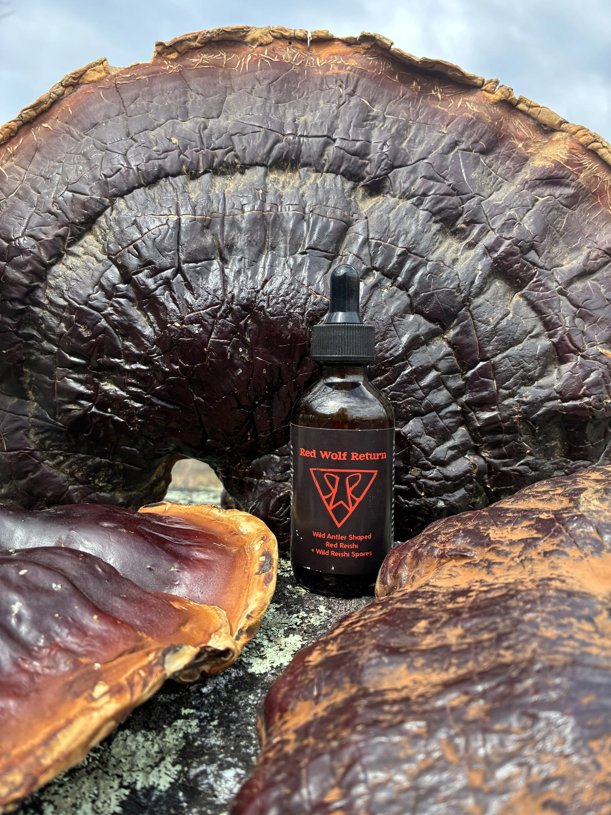 Wild Antler Shaped Red Reishi + Wild Reishi Spores Dual Extract Tincture