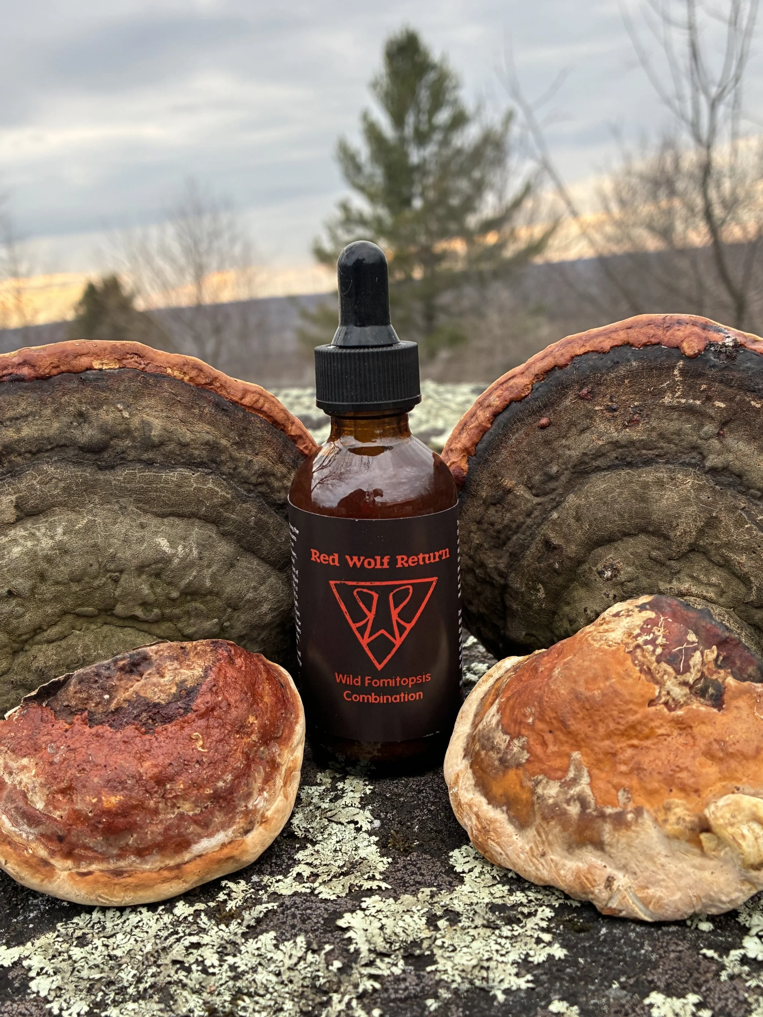 Wild Fomitopsis Combination Dual Extract Tincture