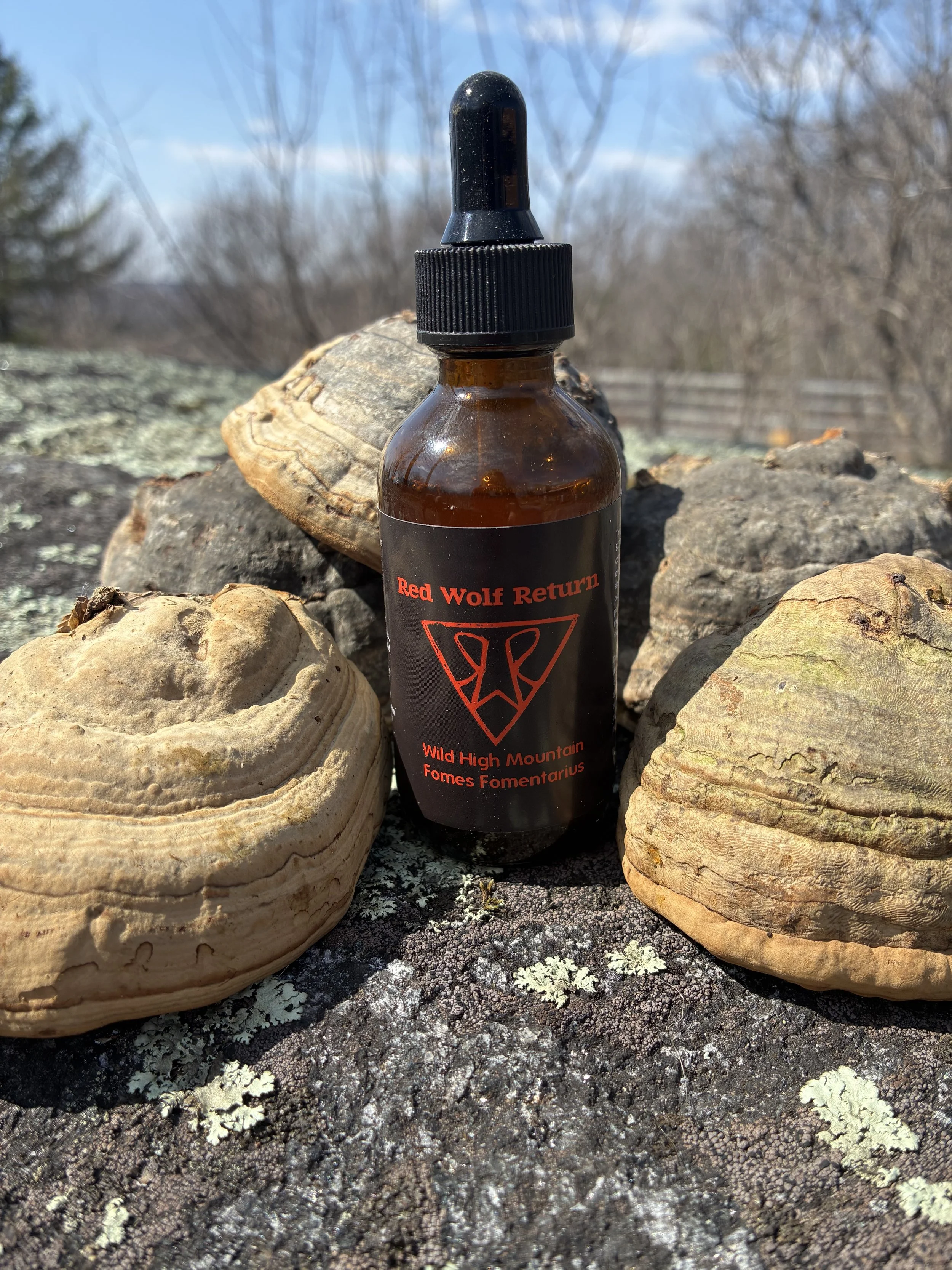 Wild High Mountain Fomes Fomentarius Dual Extract Tincture