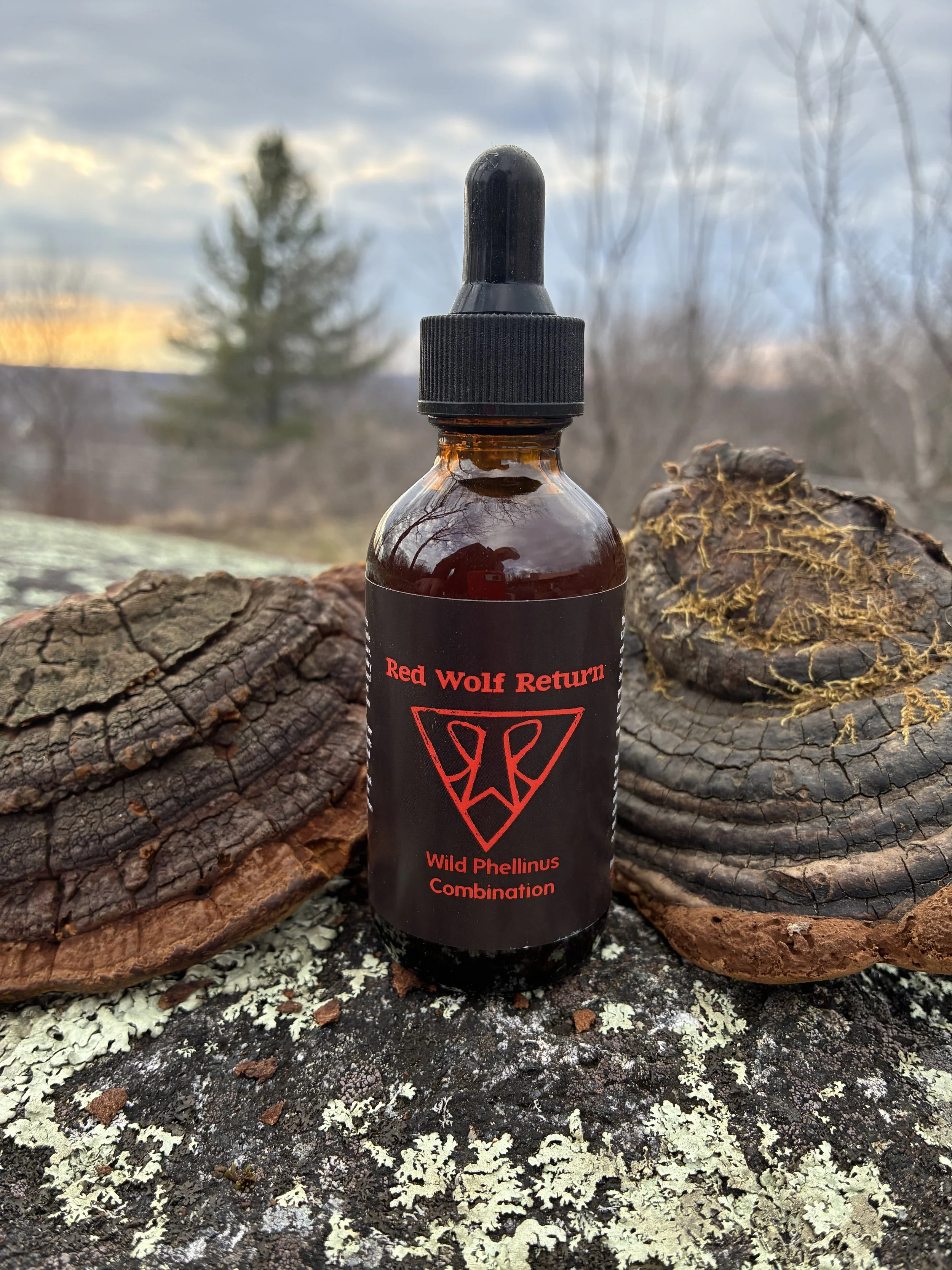 Wild Phellinus Combination Dual Extract Tincture