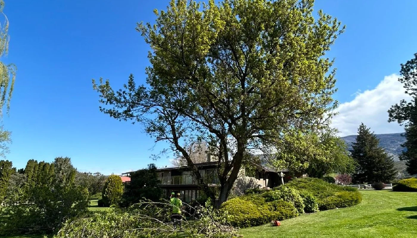 How to Prepare Your Trees for a Hot Okanagan September