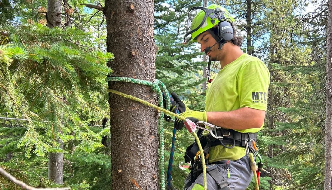 How the Pros Remove a Tree: Step-by-Step with Millar Tree Care
