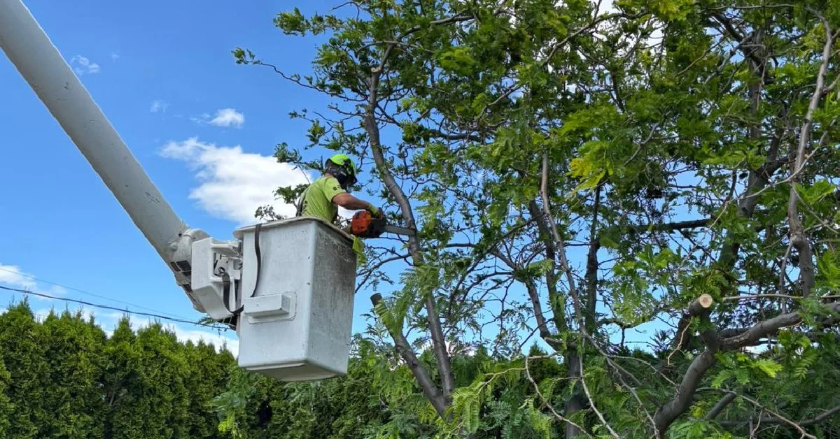 Why Certification Matters: The True Value of Hiring a Certified Arborist in the South Okanagan & Similkameen