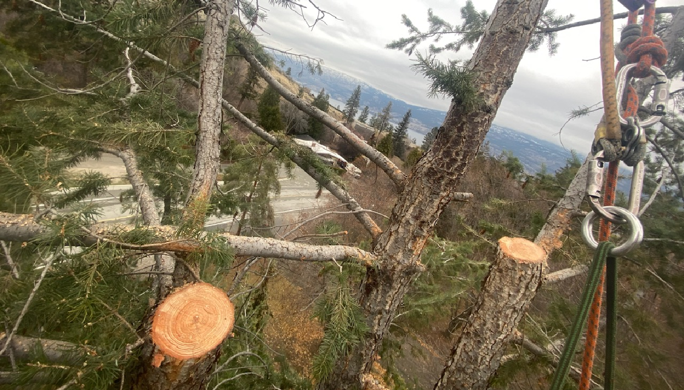 Tree Removal vs. Tree Preservation: How We Decide What to Do—and Why It Matters in Winter