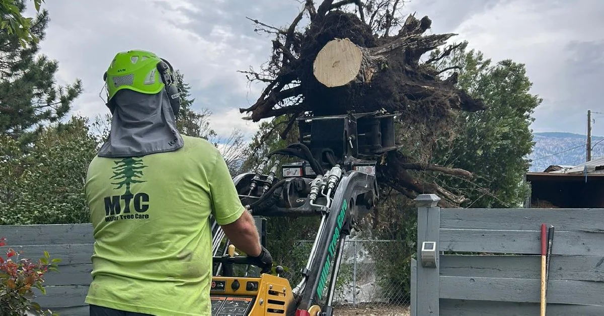 What to Look for in Your Trees After a Mild Winter in the Okanagan