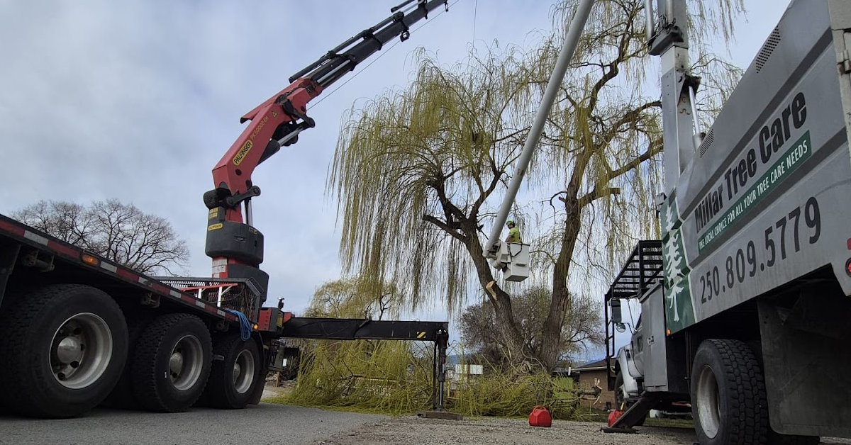 Before You Cut That Tree: What Lakeside Owners Must Know in the South Okanagan