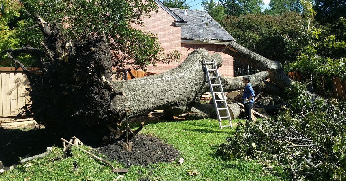 Why Trees Fail During Summer Storms — Even When They Look Healthy