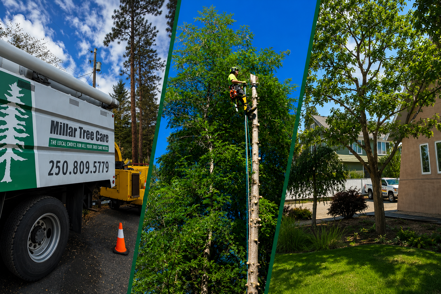 How Proper Tree Care Can Increase Property Value and Curb Appeal