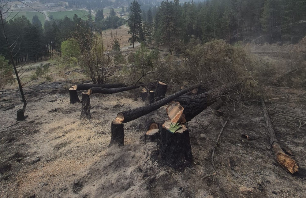 Wildfire Recovery in Summerland: Don’t Feel Pressured Into Making Decisions About Your Trees