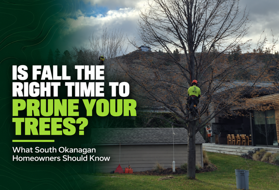 Is Fall the Right Time to Prune Your Trees? What South Okanagan Homeowners Should Know