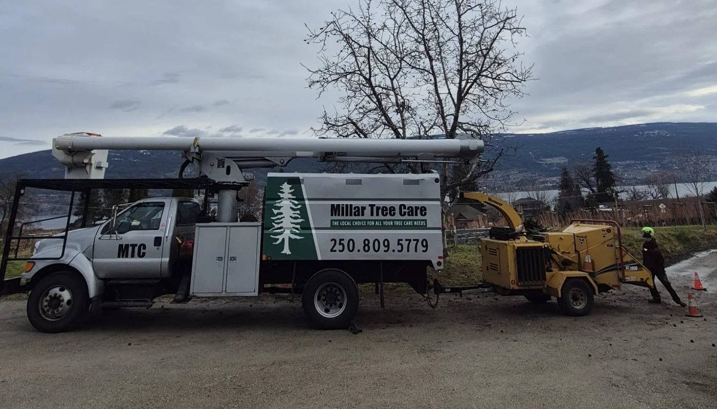 MTC February Tree Work