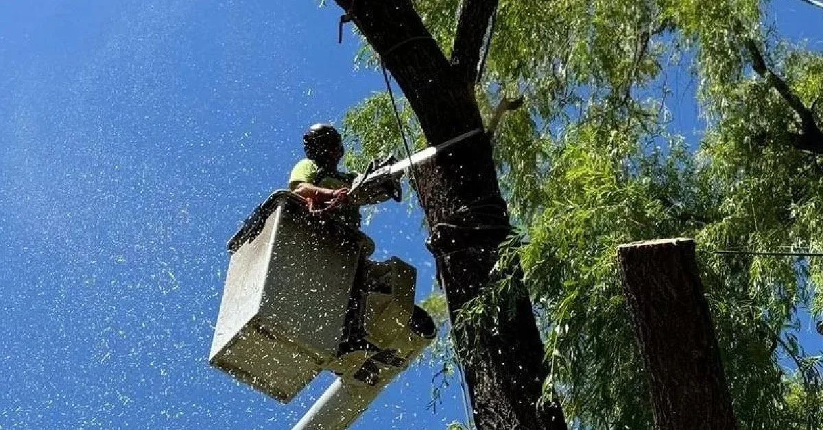 Summer Tree Care in the South Okanagan: 5 Tips to Keep Your Trees ...