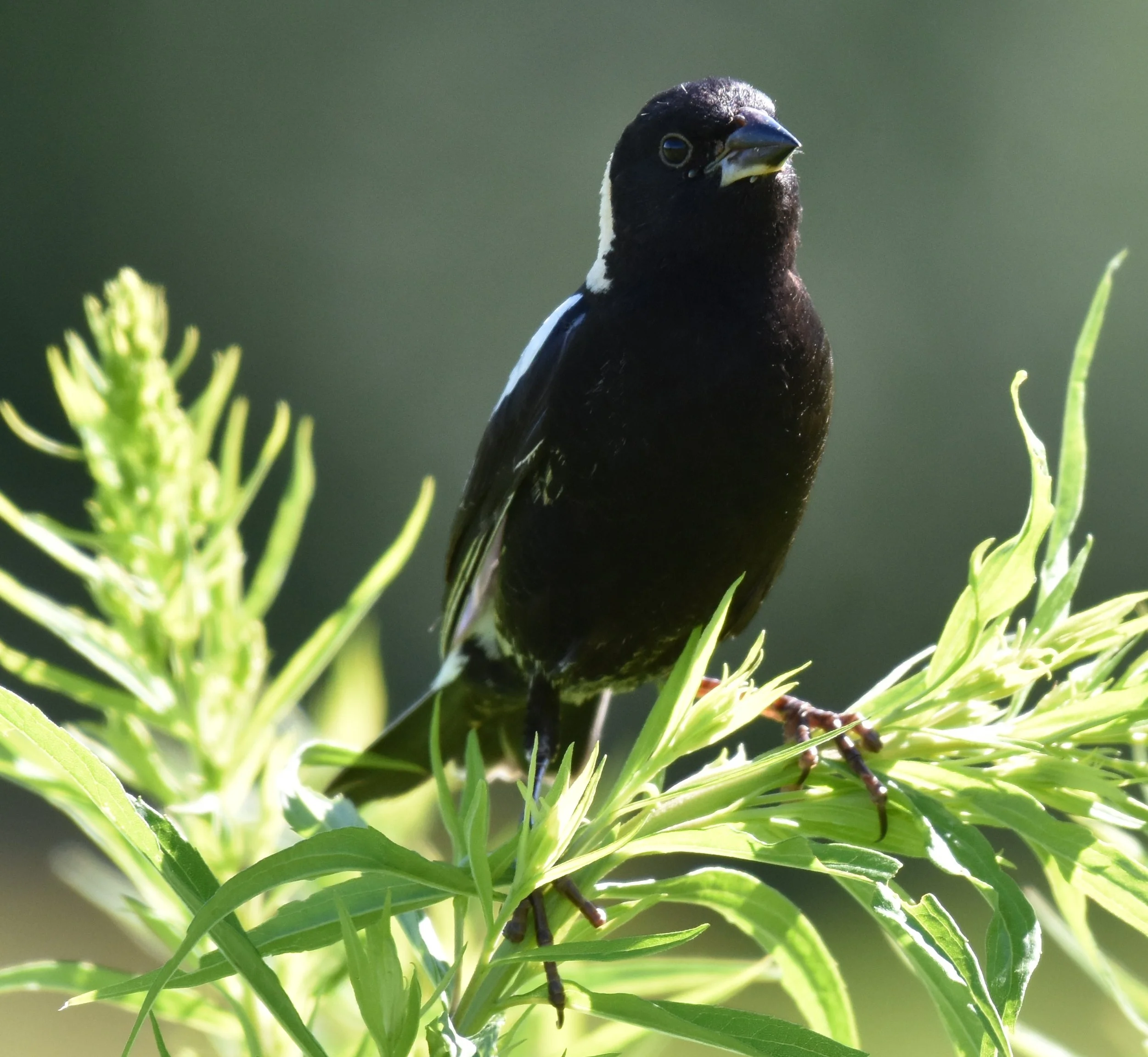 A male bobolink perched on some ragweed