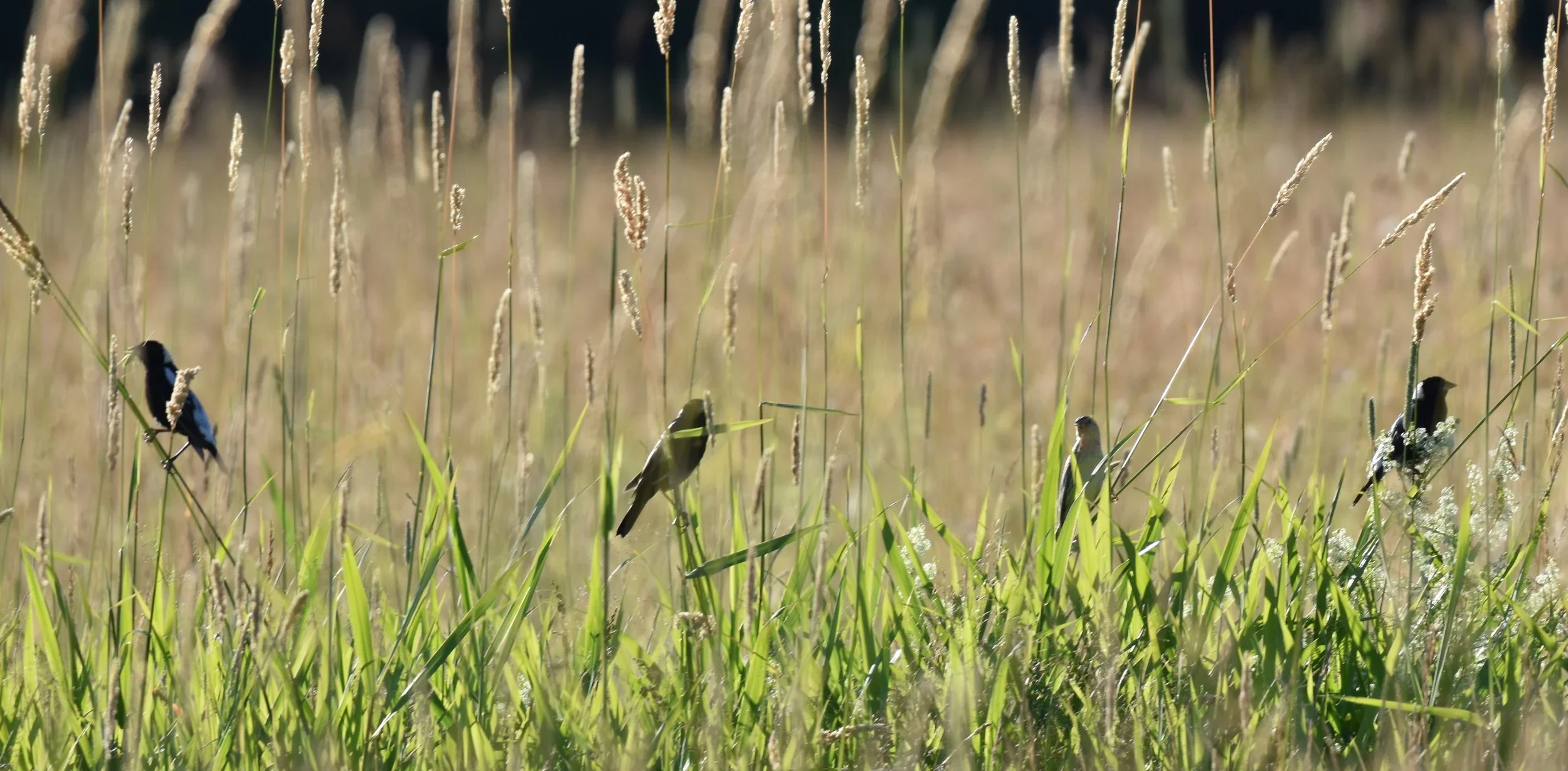 Birds in grasses in a field