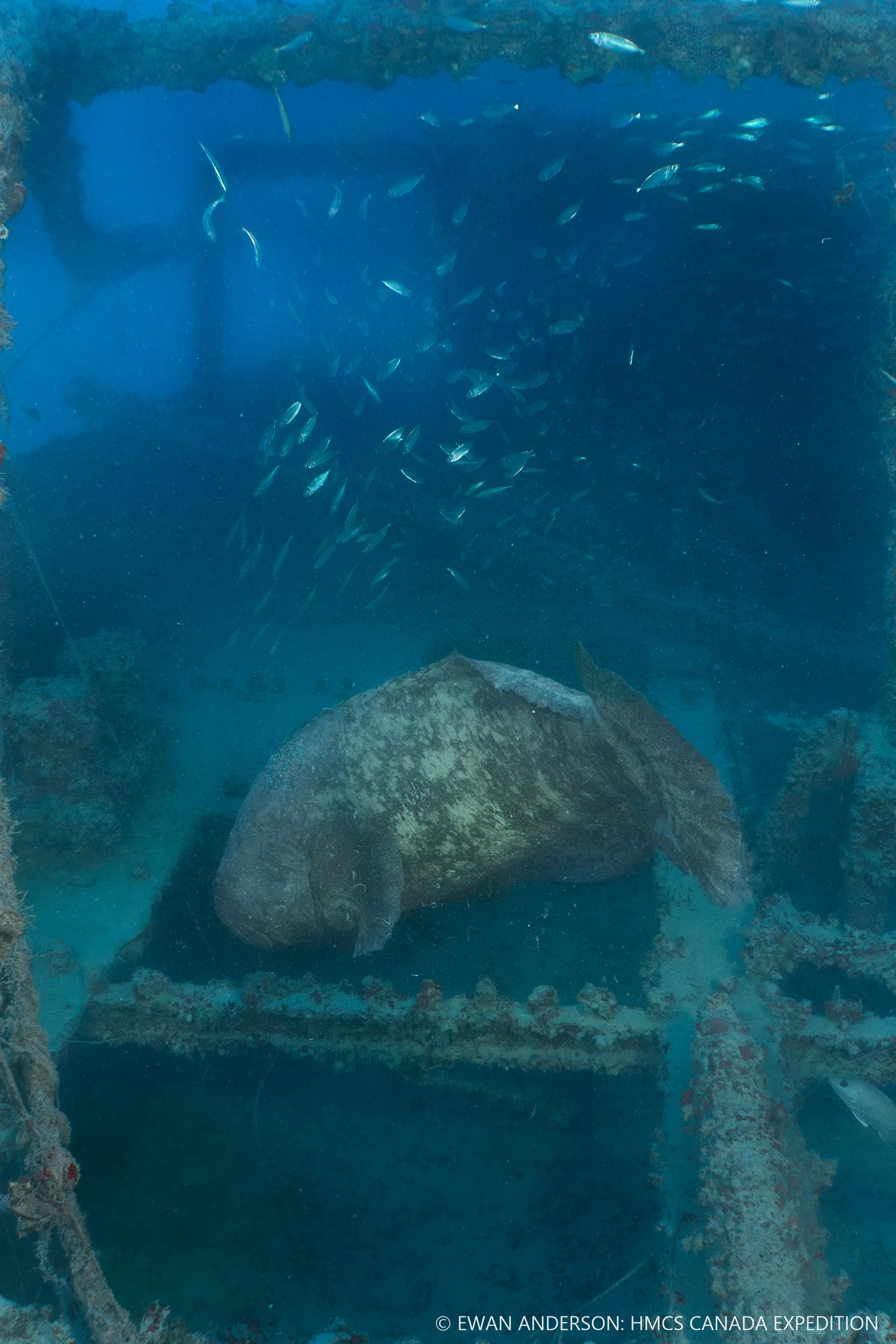 A Goliath Grouper (Epinephelus itajara) flees from expedition divers, despite its substantial size (likely over 2 m (6 feet) long and weighing more than 180 kg (400 lbs).