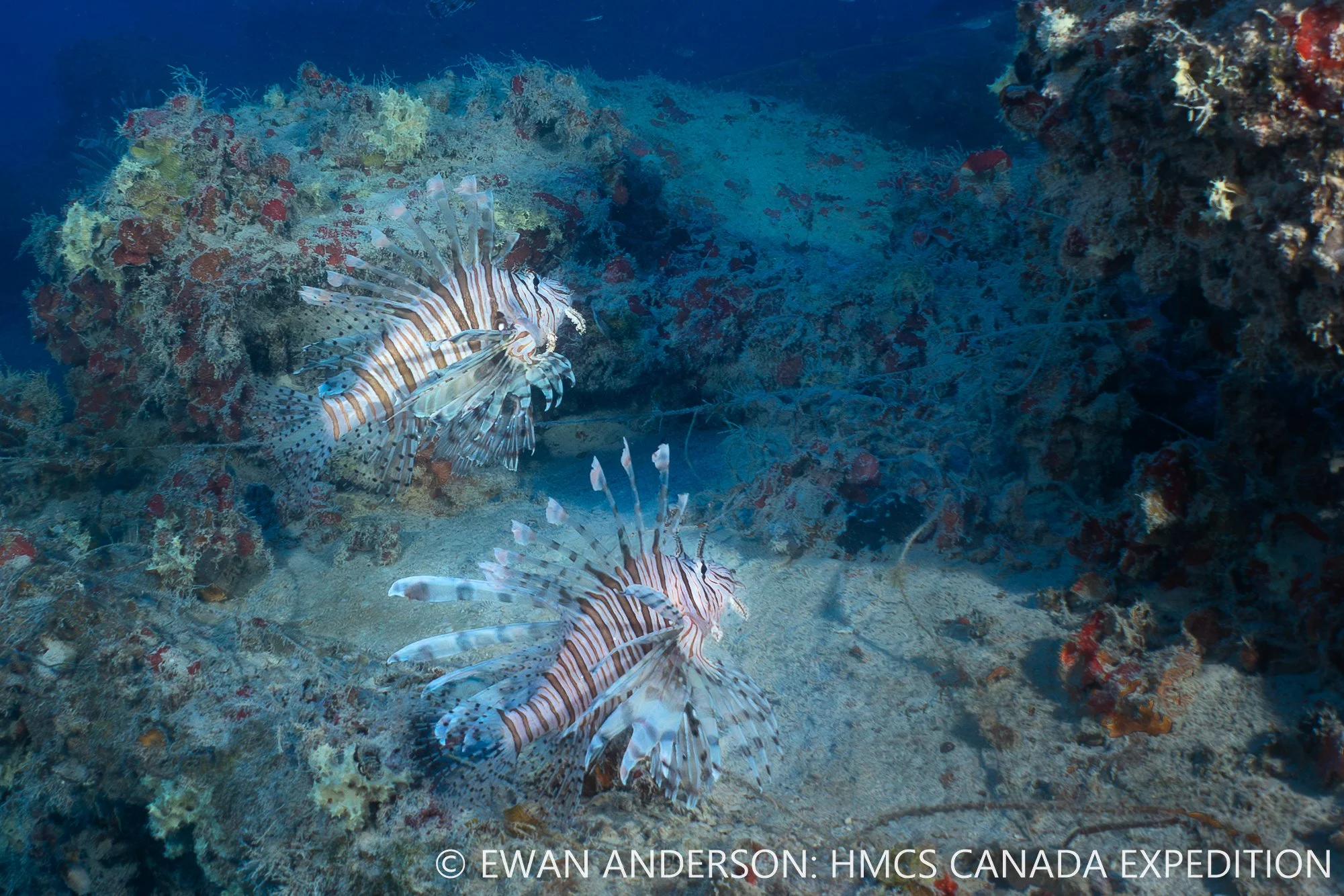 Lionfish (Pterois sp.) are well-established on the wreck of the HMCS Canada.