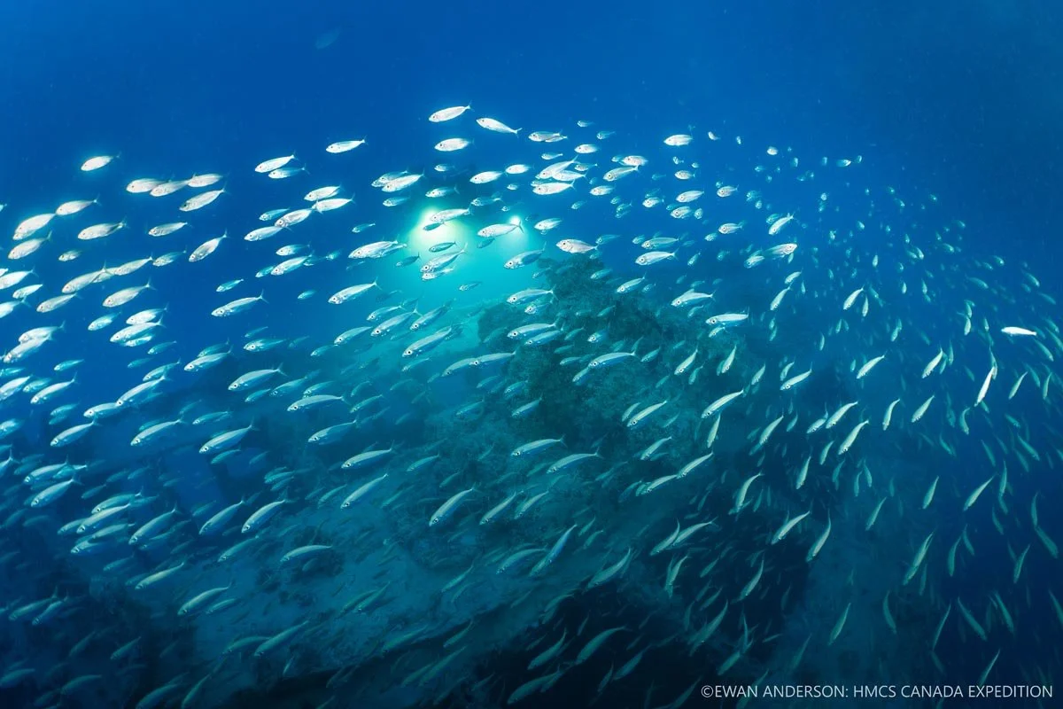 A school of scads (Decapterus sp.) swims over the anchor windlass on the foredeck as diver Jason Cook films using high-intensity underwater lighting.