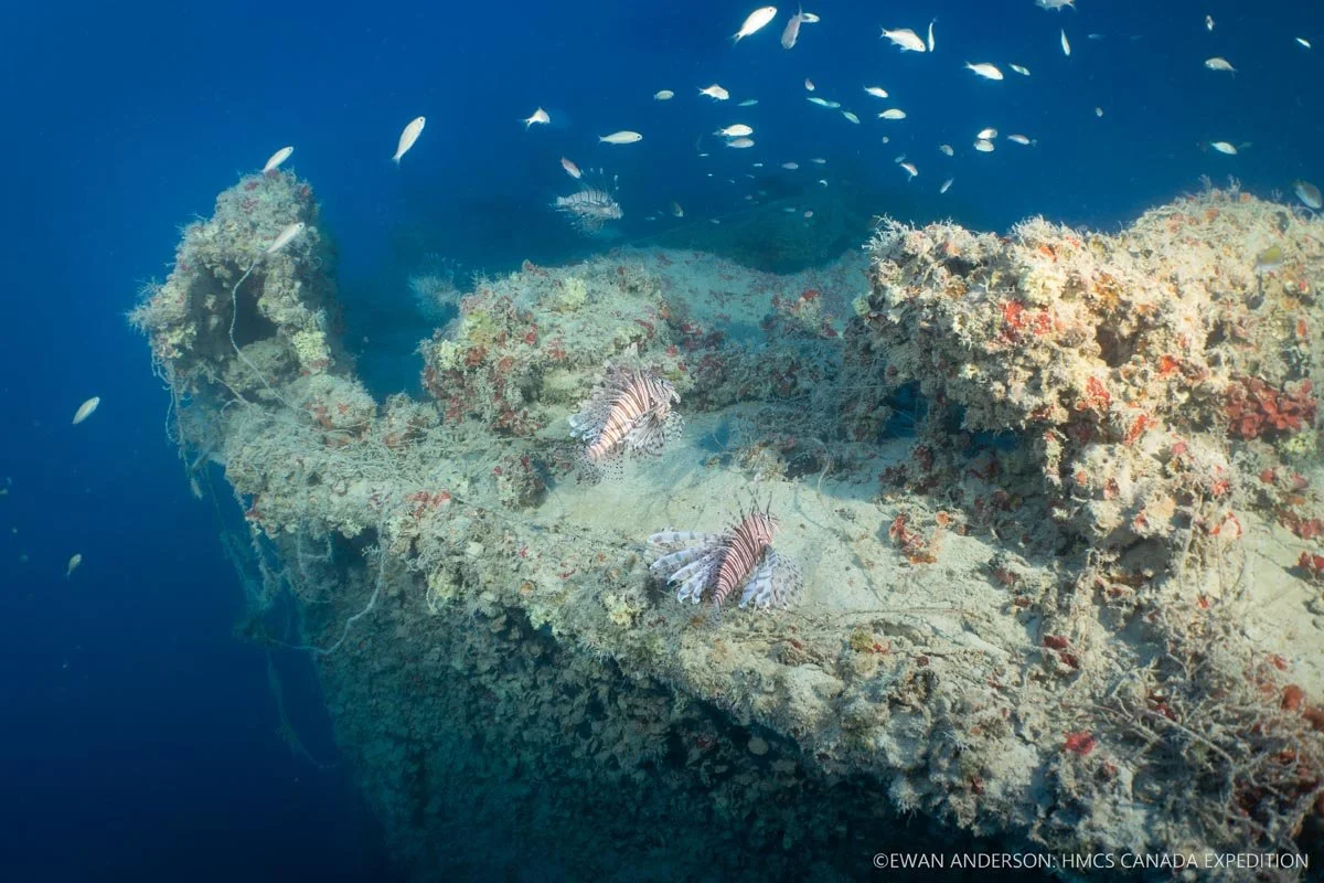 Invasive lionfish (Pterois sp.) and schooling juvenile white grunts (Haemulon plumierii) on the stern deck of HMCS Canada.