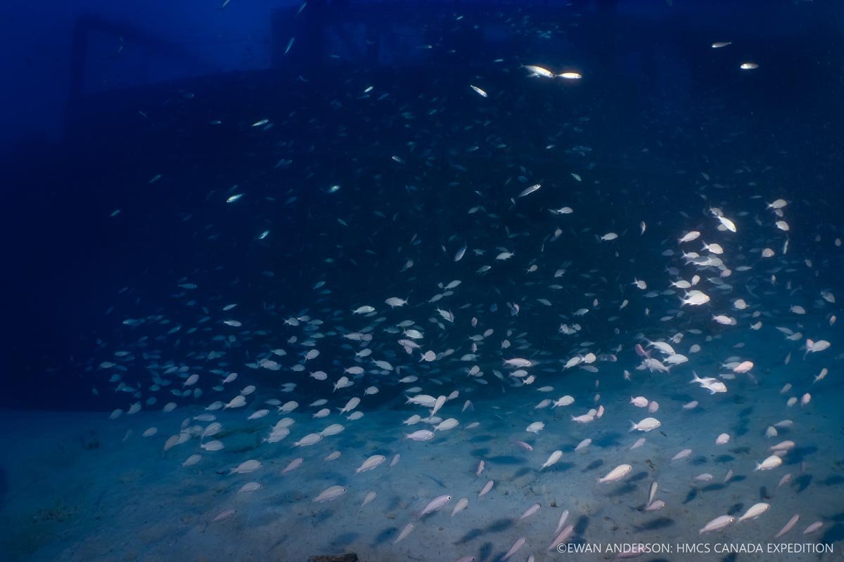 Schooling juvenile grunts and bogas (Haemulon sp.) with the wreck of HMCS Canada looming in the background.