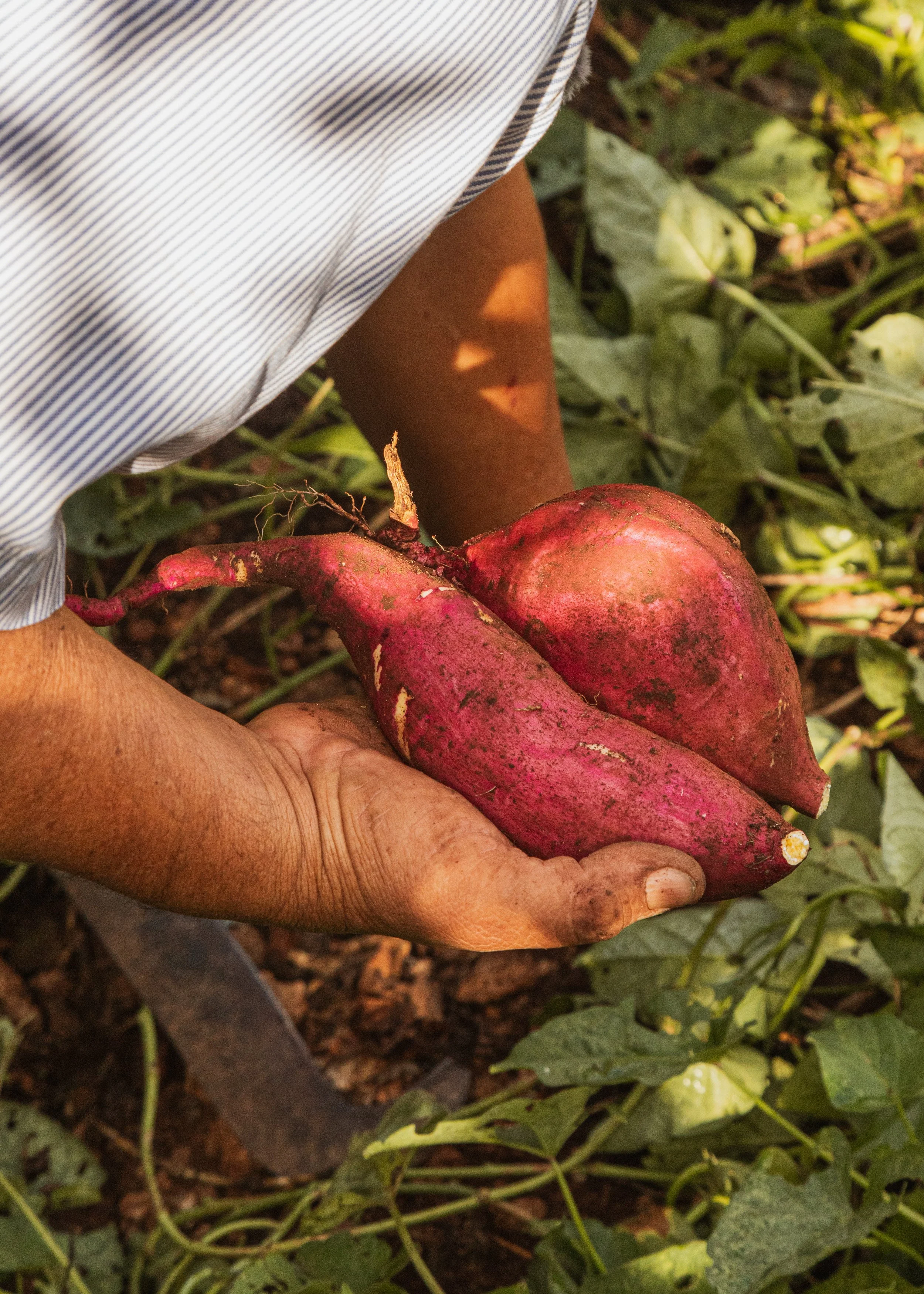 La Mesa de Kinich: El Corazón de Nuestros Encuentros