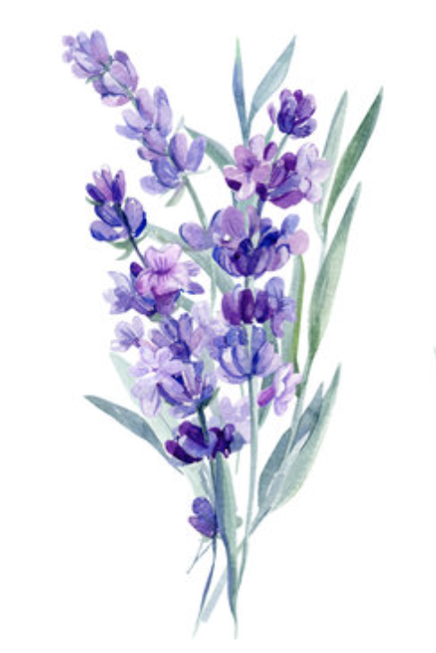 Lavender