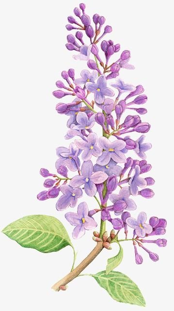 Lilac