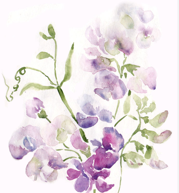 Sweet Pea