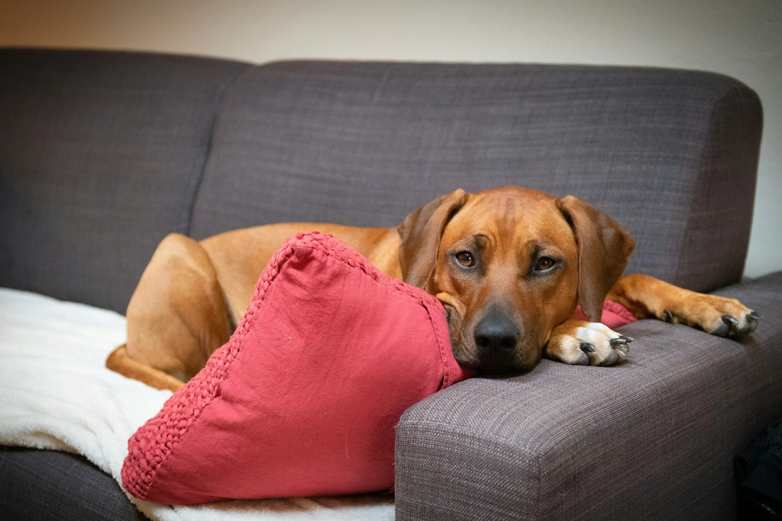 A Post-Hike Recovery Routine for Your Dog