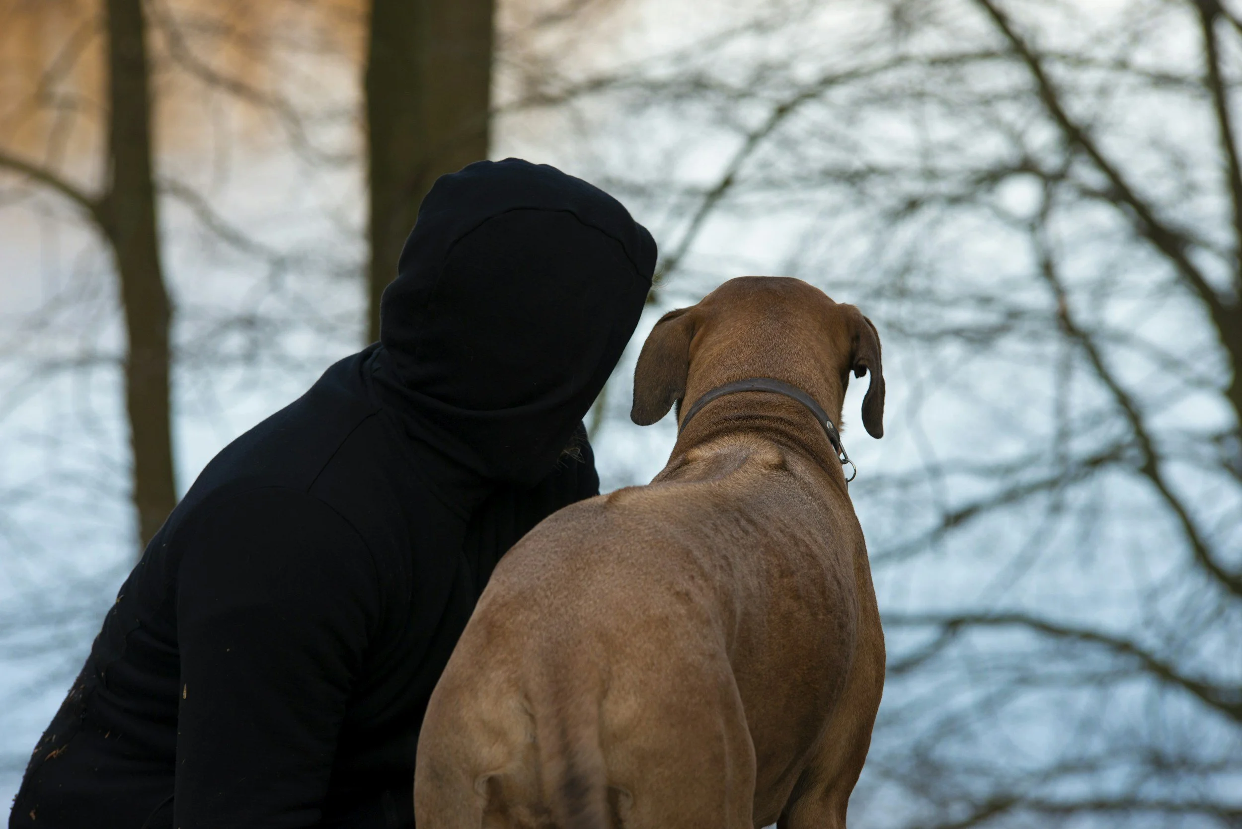 Tips for Overcoming Common Hiking Challenges That Dog Owners Face