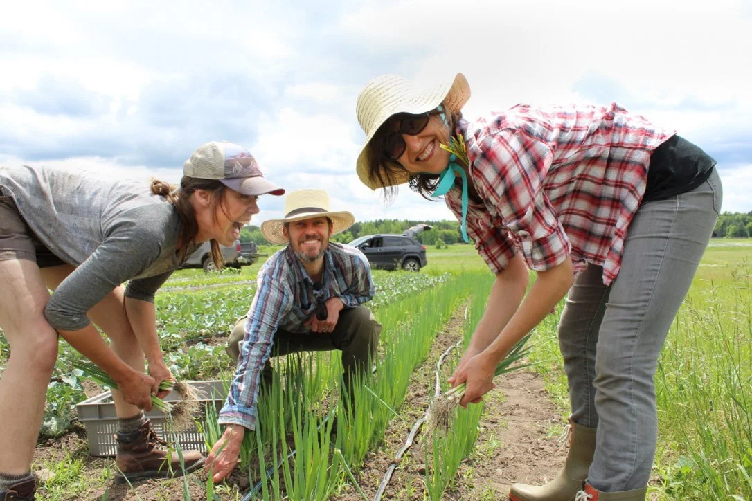 Three gardeners smiling and harvesting vegetables in a field.