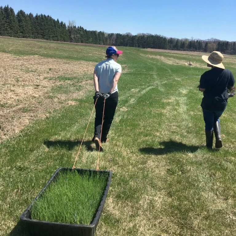 Farmers taking seedings to the field.