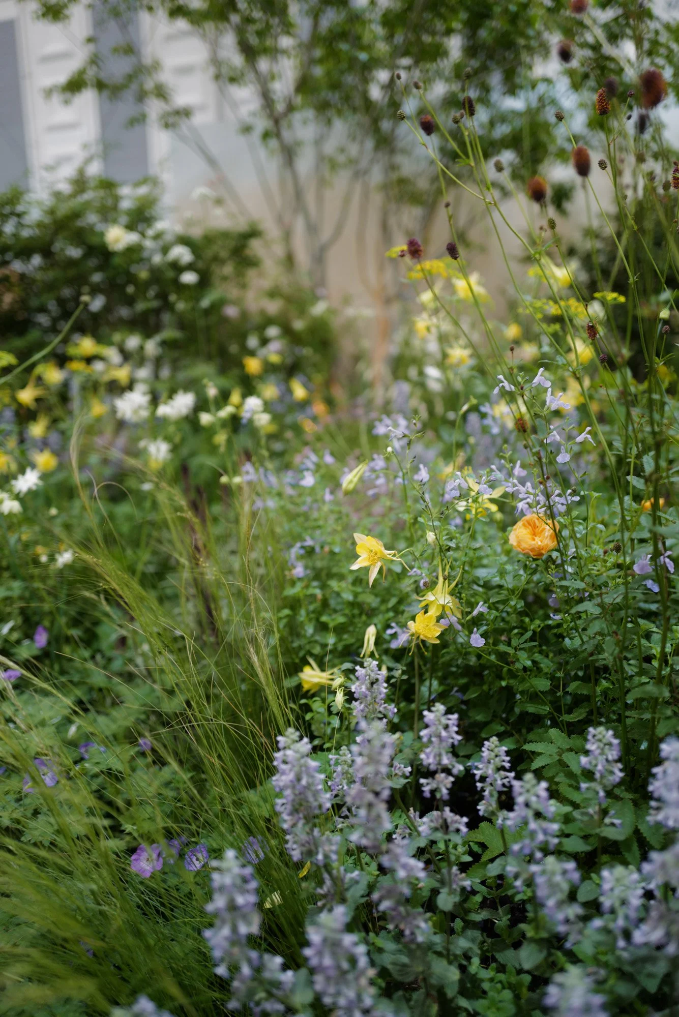 Jardin anglais illustrant l'esthétique naturaliste du studio kernin paysagiste à Rennes, Lorient, Vannes et Saint Malo
