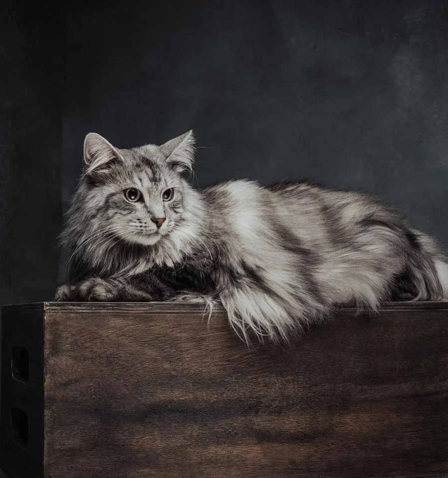 Gatto lungo e folto sdraiato su una superficie di legno