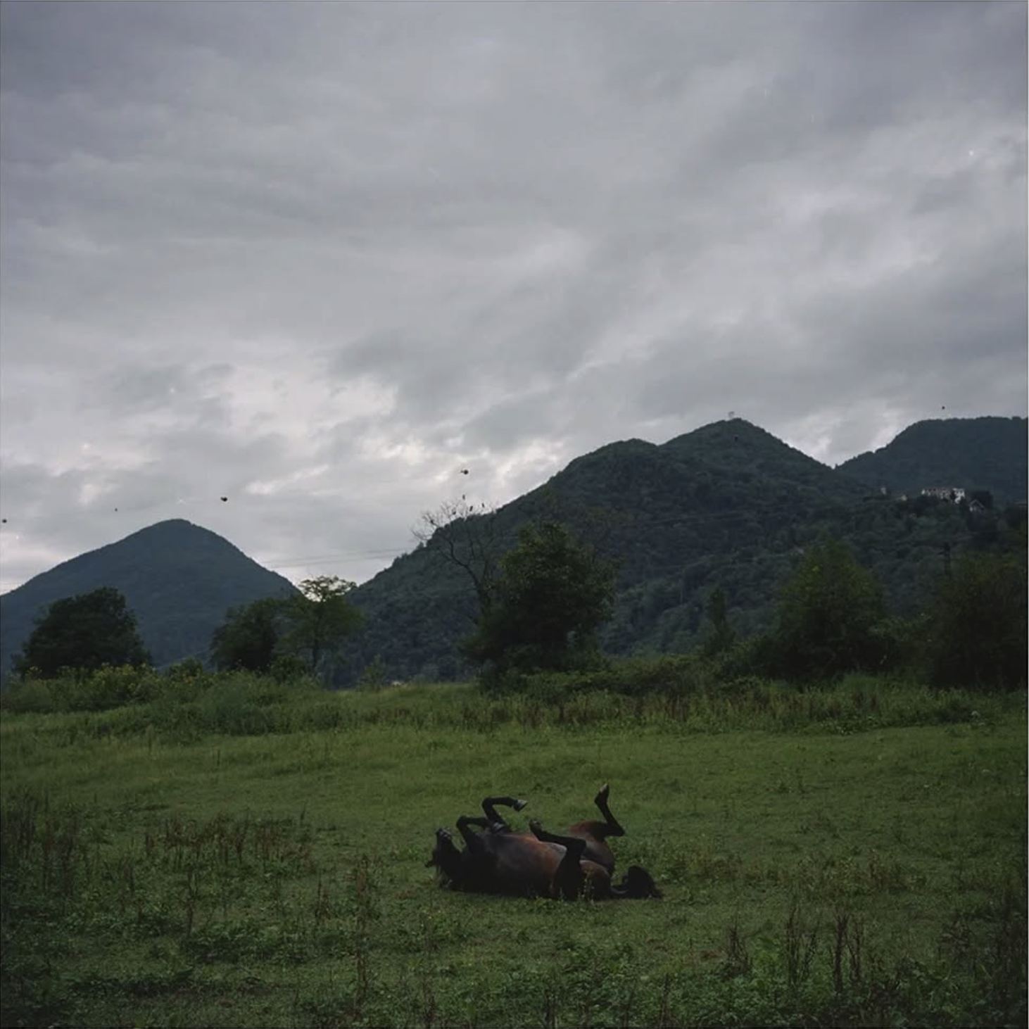 Prato verde con un cavallo disteso che giace sulla schiena, con le montagne sullo sfondo e un cielo nuvoloso sopra.