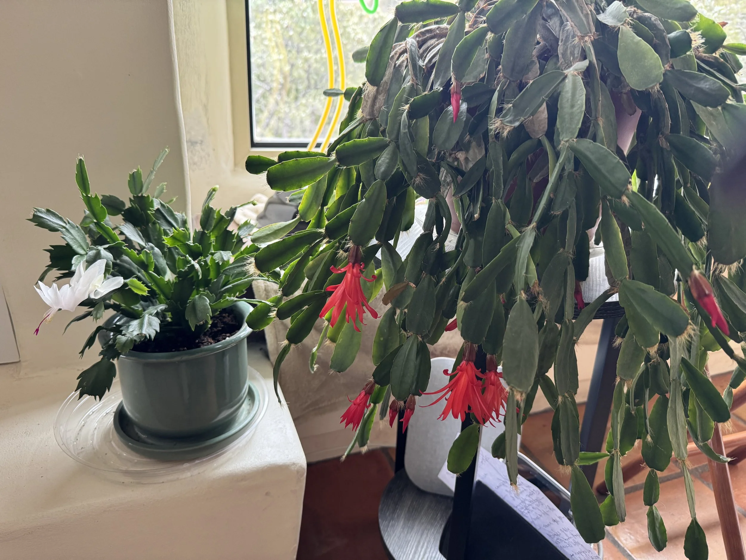 What’s a Christmas Cactus Anyway?