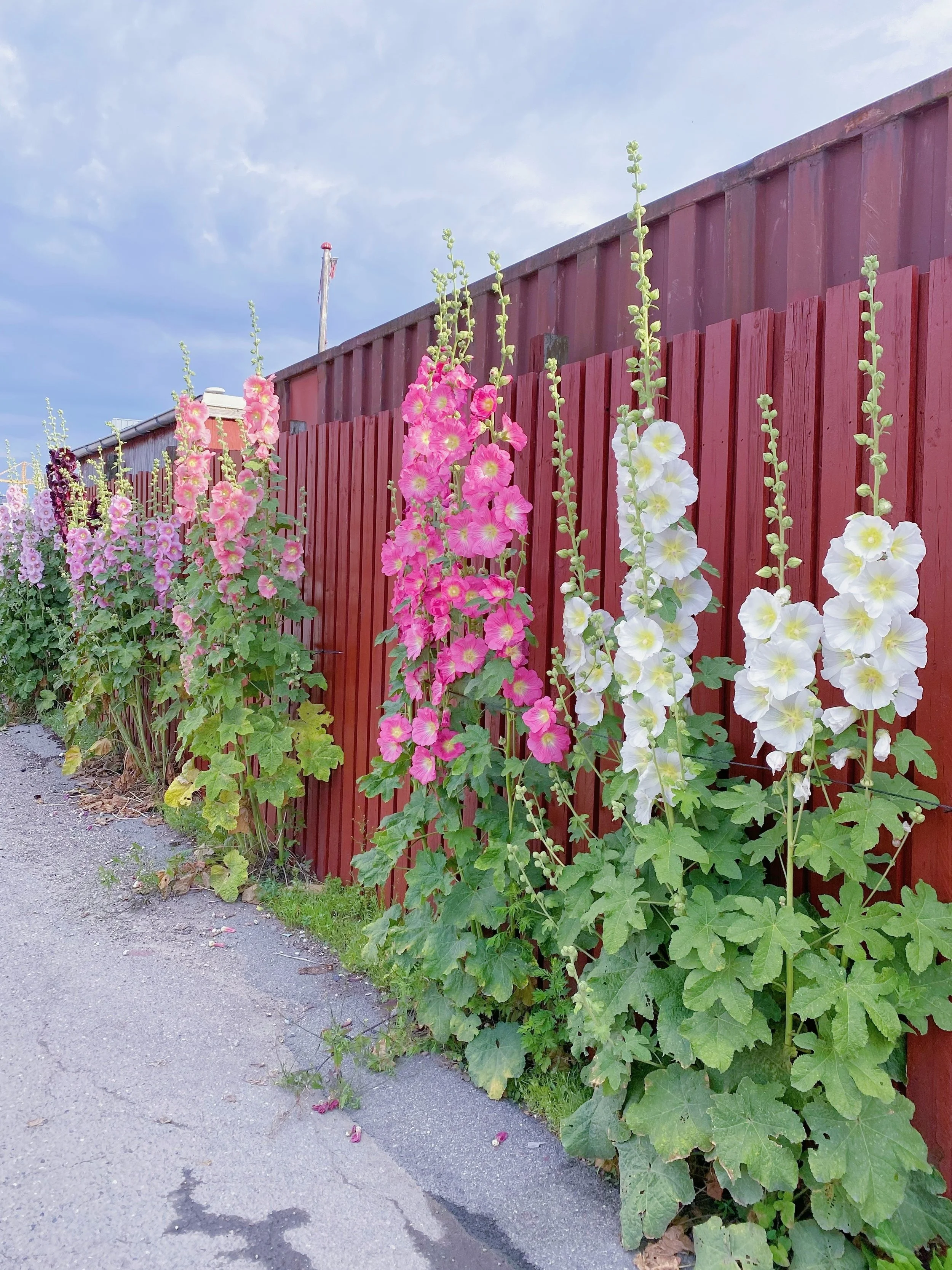 In Celebration of Hollyhocks