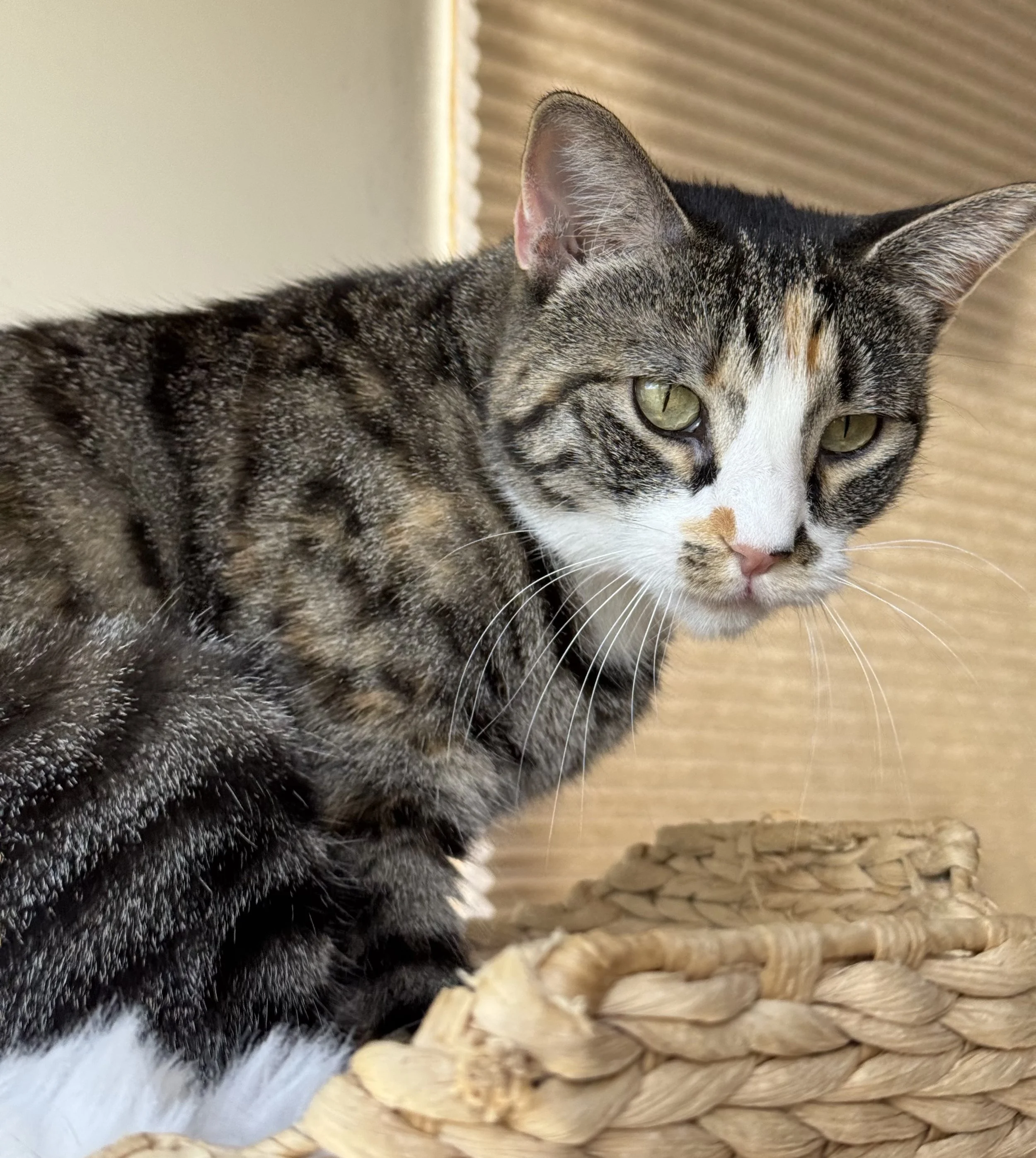 Gigi the Torbie Cat