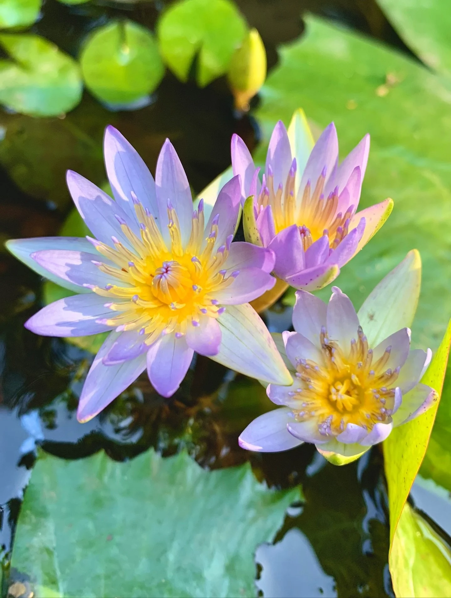 🌀Proteger -  reconocer - escuchar🌀

Escuchar al r&iacute;o cuando murmura distinto, al viento cuando cambia de direcci&oacute;n, a las monta&ntilde;as cuando guardan silencio. Escuchar con humildad, entendiendo que la tierra siempre nos est&aacute;