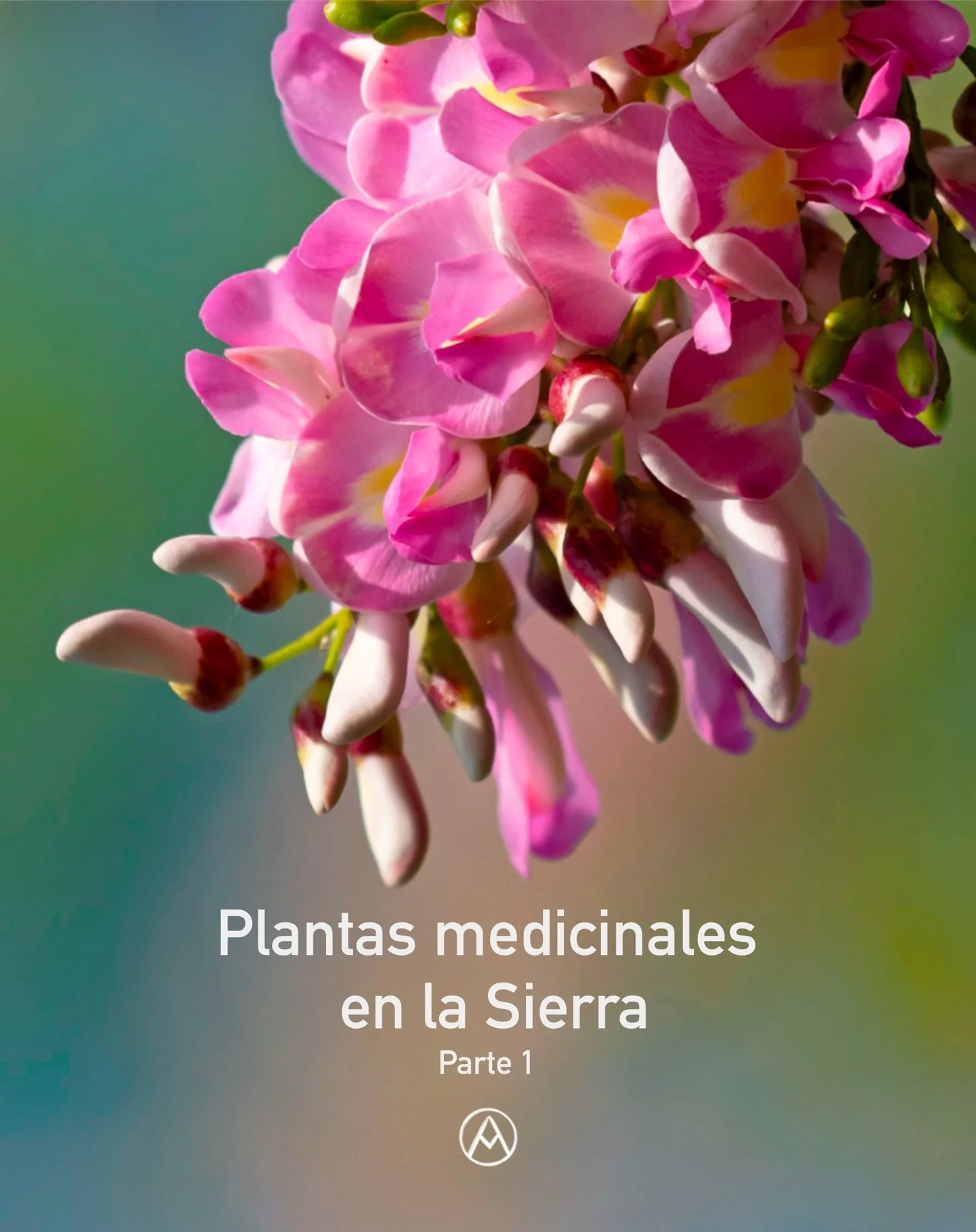 Plantas medicinales en la Sierra, Parte 1 🌿

En la Sierra Nevada de Santa Marta existen innumerables plantas que las comunidades han sembrado y cuidado como medicina, alimento y compa&ntilde;&iacute;a del d&iacute;a a d&iacute;a. En este primer carr