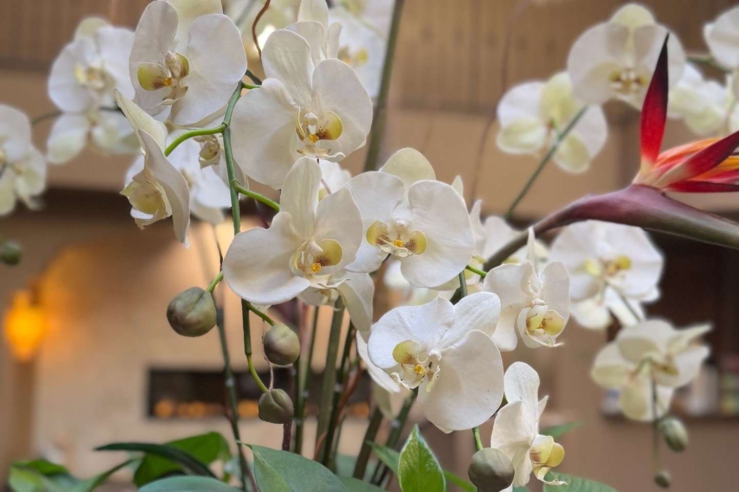 The Ivy Day Spa - Image 6