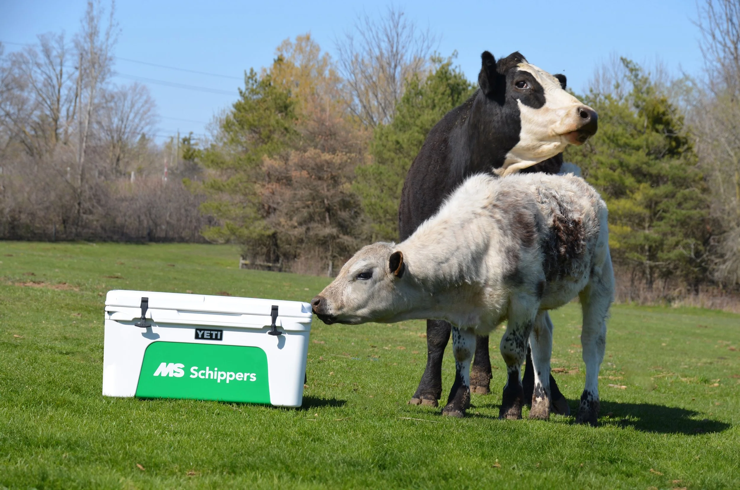 MS Schippers yeti cooler vinyl graphics 