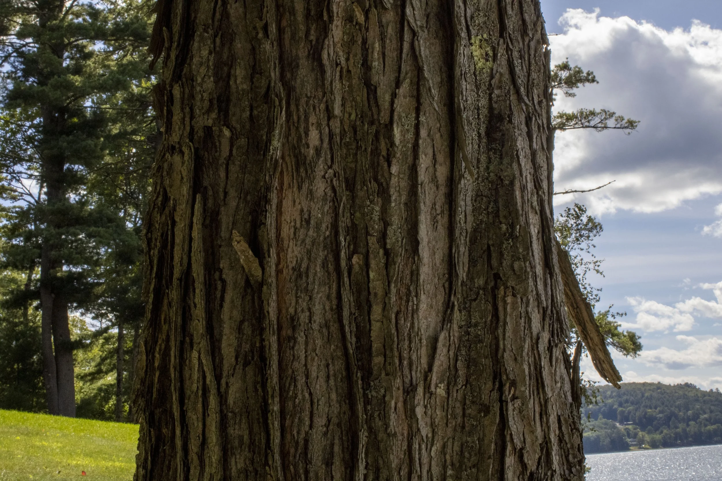 Tree Edit.JPG