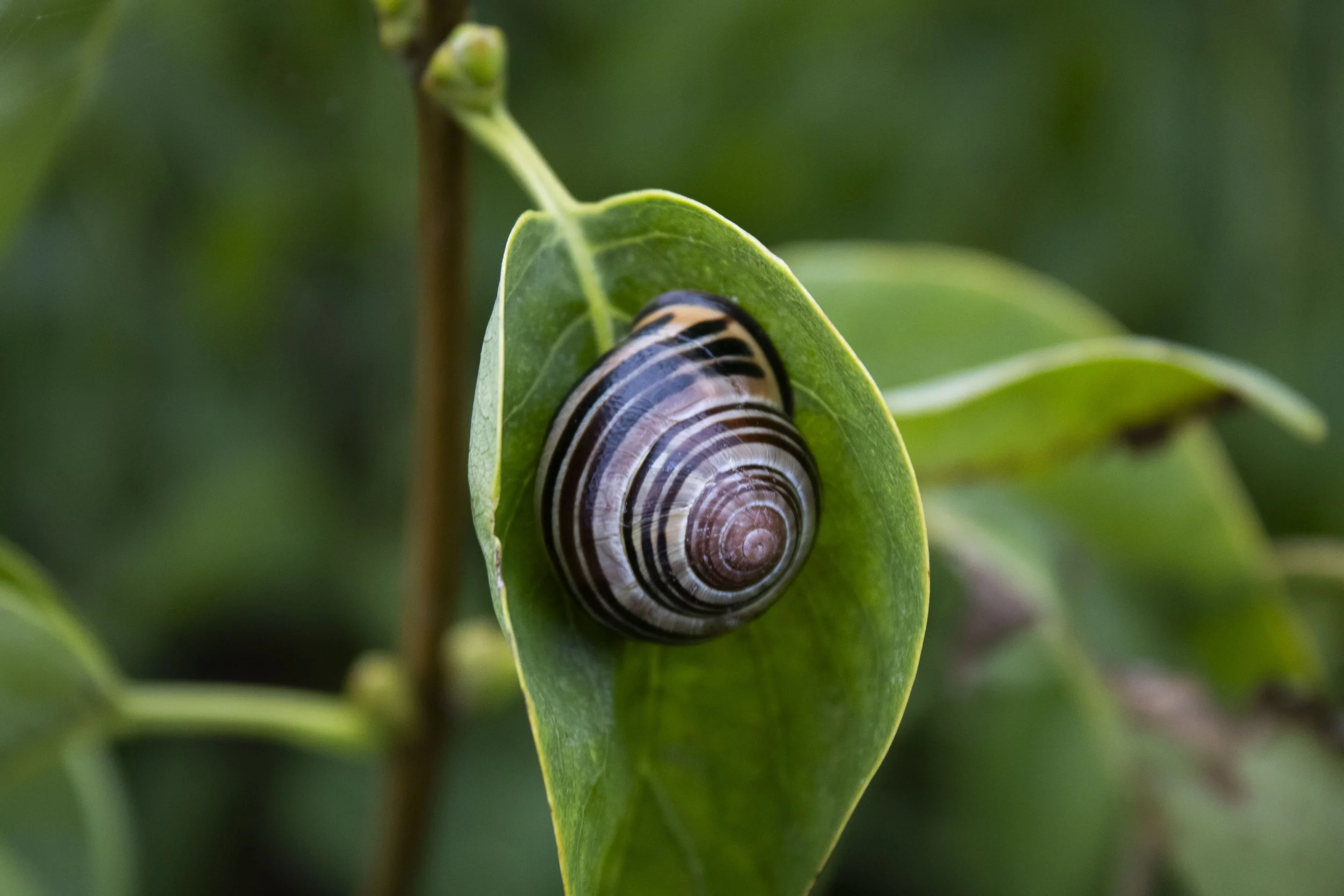 Snail edit.JPG