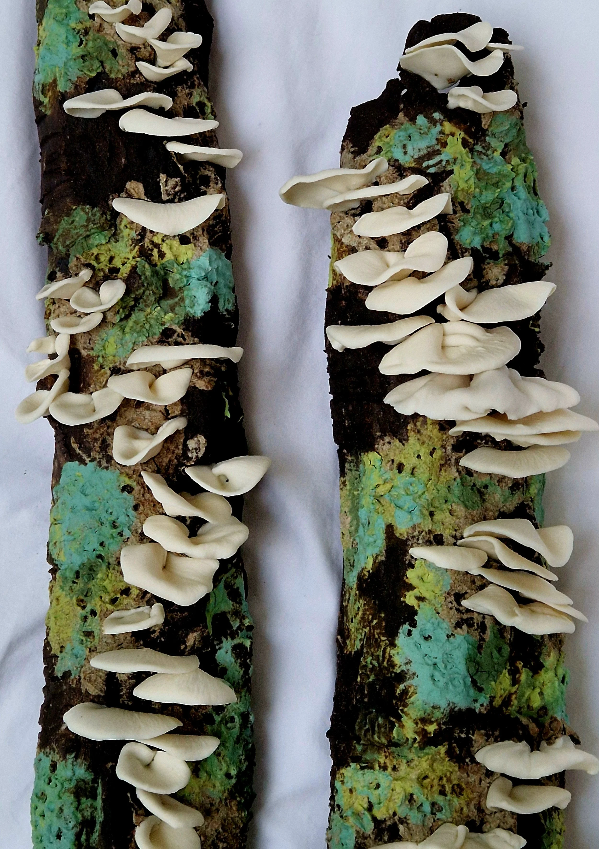 FungiForm Branches view 2 RHA.jpg